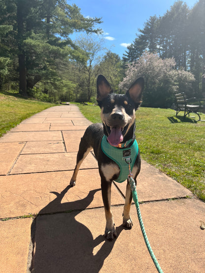 Dog Reversible Harness - Wag Your Teal