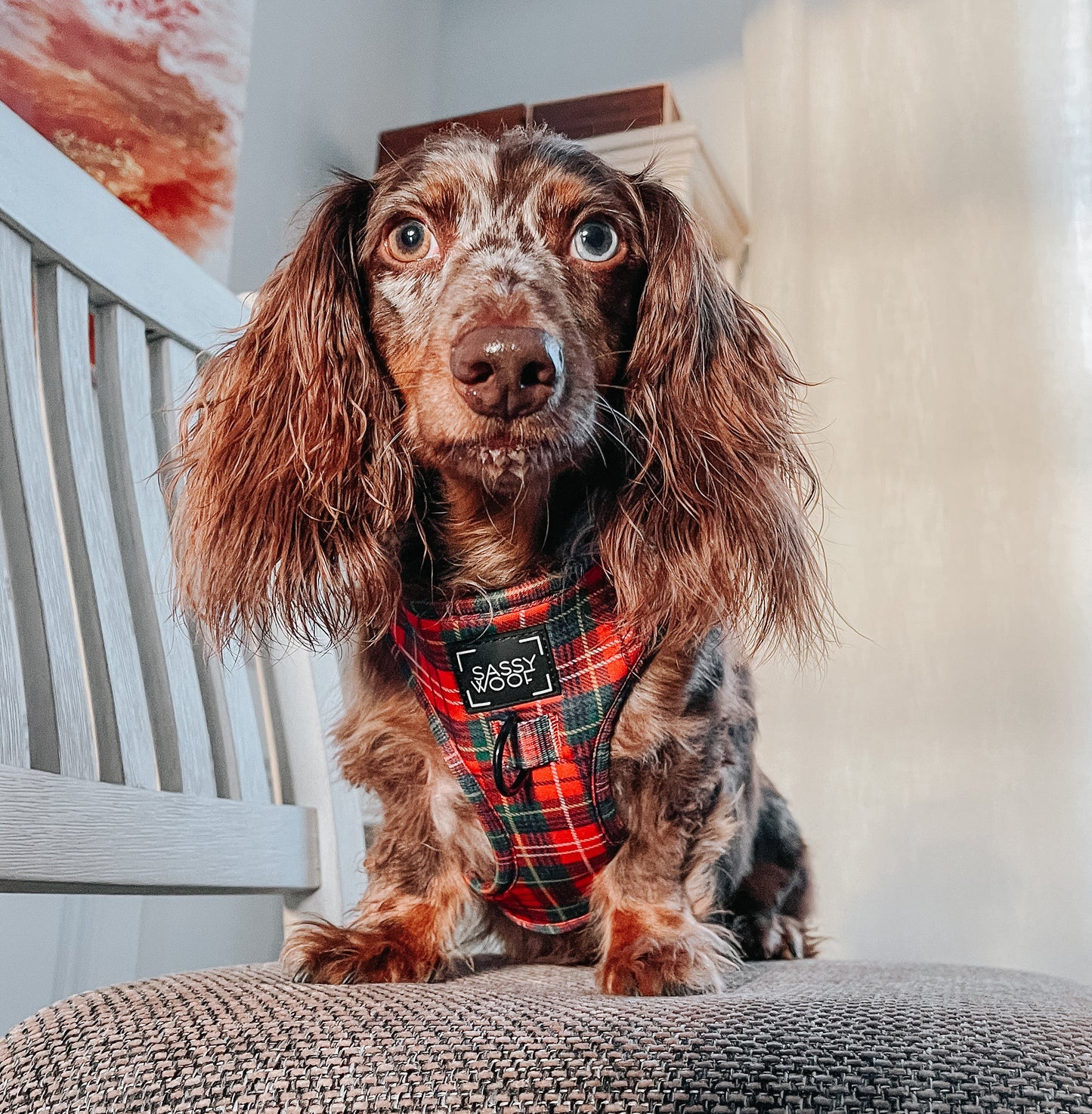 Dog Two Piece Bundle - Deck the Paws