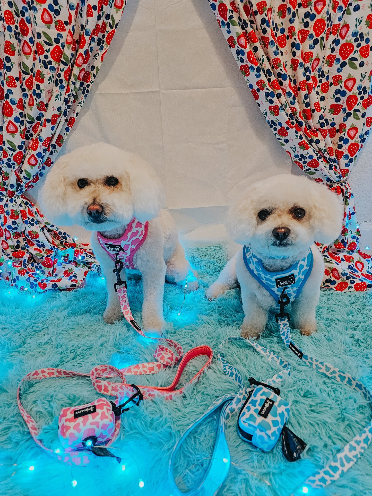 Dog Two Piece Bundle - Blueberry Milk