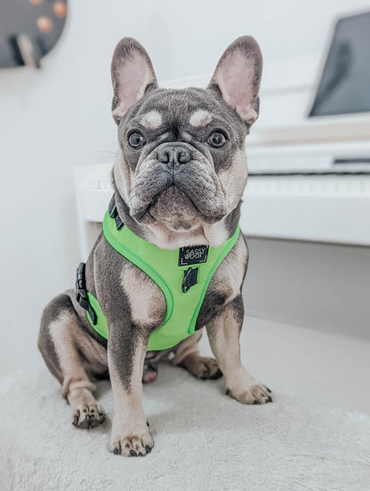 Dog Two Piece Bundle - Neon Green
