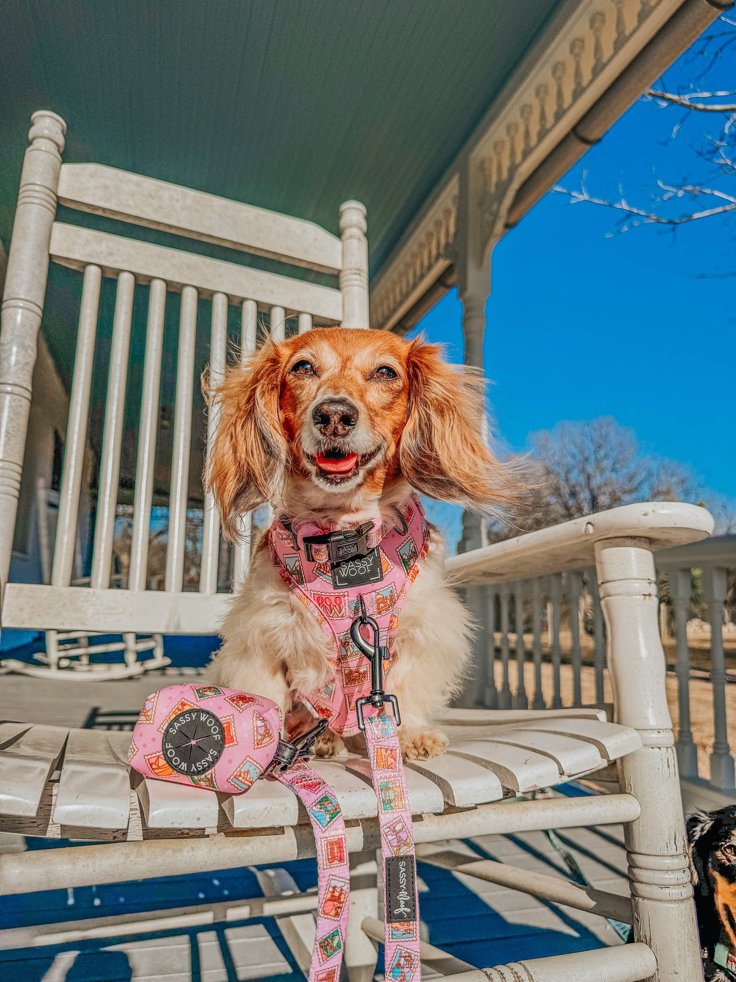 Dog Two Piece Bundle - Out of Office
