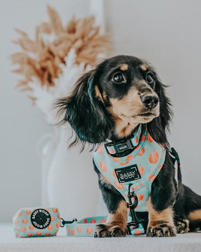 Dog Leash - Peach Please