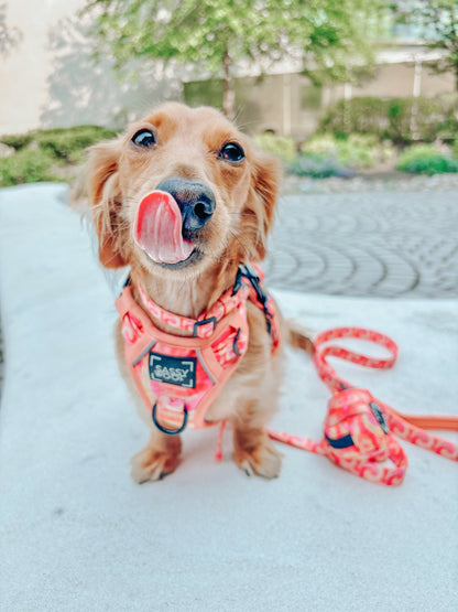 Dog Two Piece Bundle - Summer Sorbet