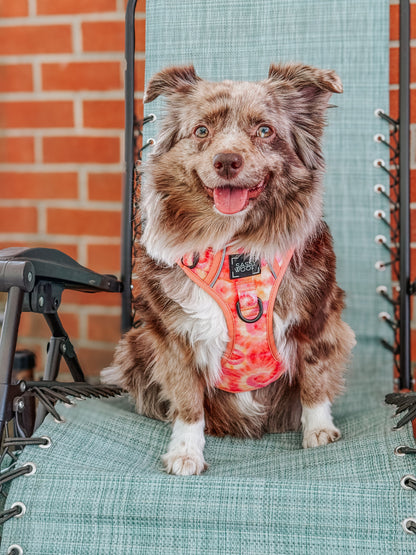 Dog Two Piece Bundle - Summer Sorbet