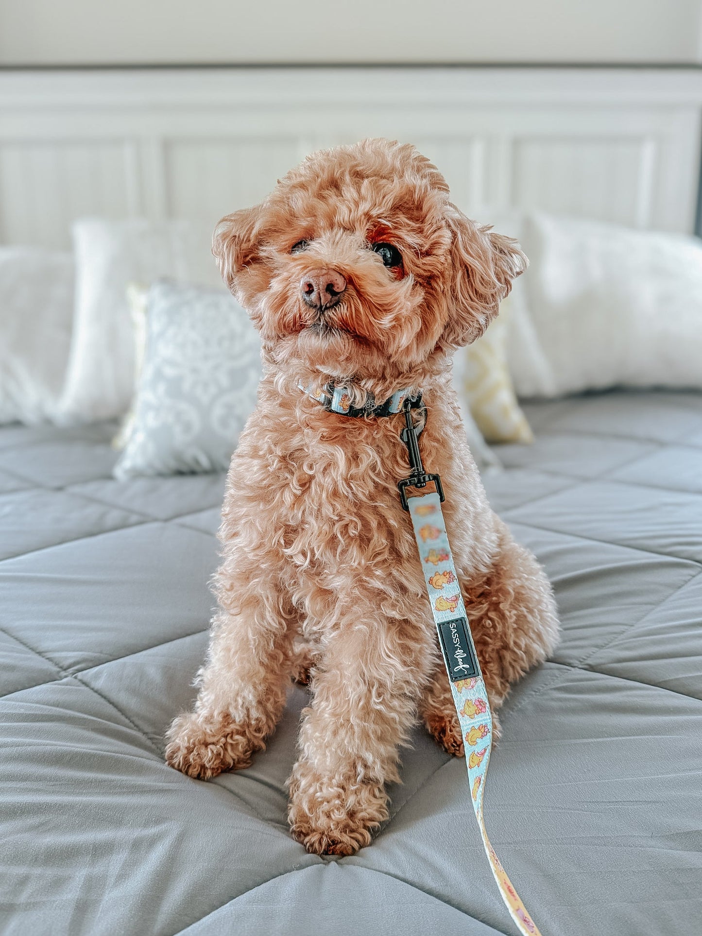 Dog Three Piece Bundle - Good Duck, Babe!