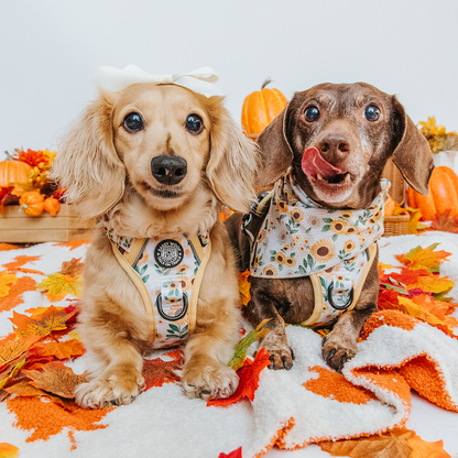 Dog Two Piece Bundle - Sunflower Dreams