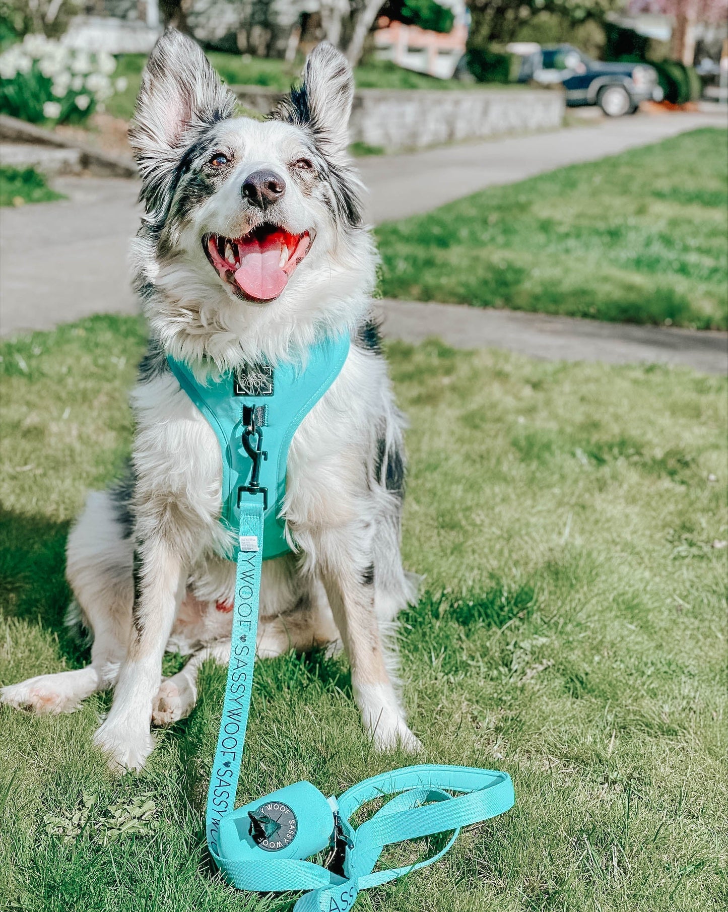 Dog Two Piece Bundle - Neon Blue