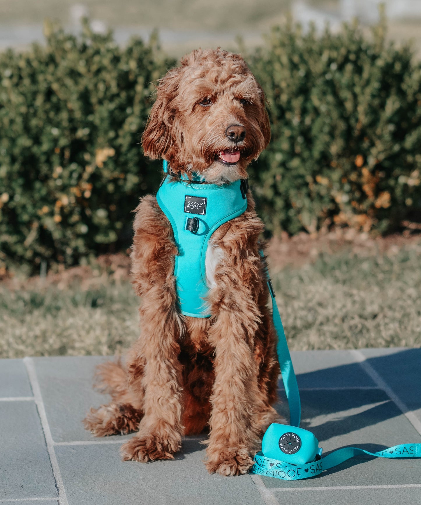 Dog Waste Bag Holder - Neon Blue