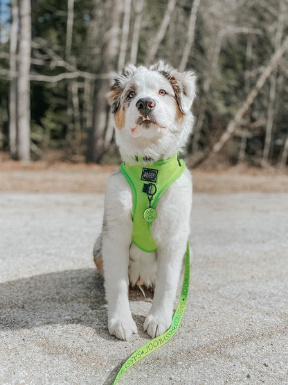 Dog Four Piece Bundle - Neon Green