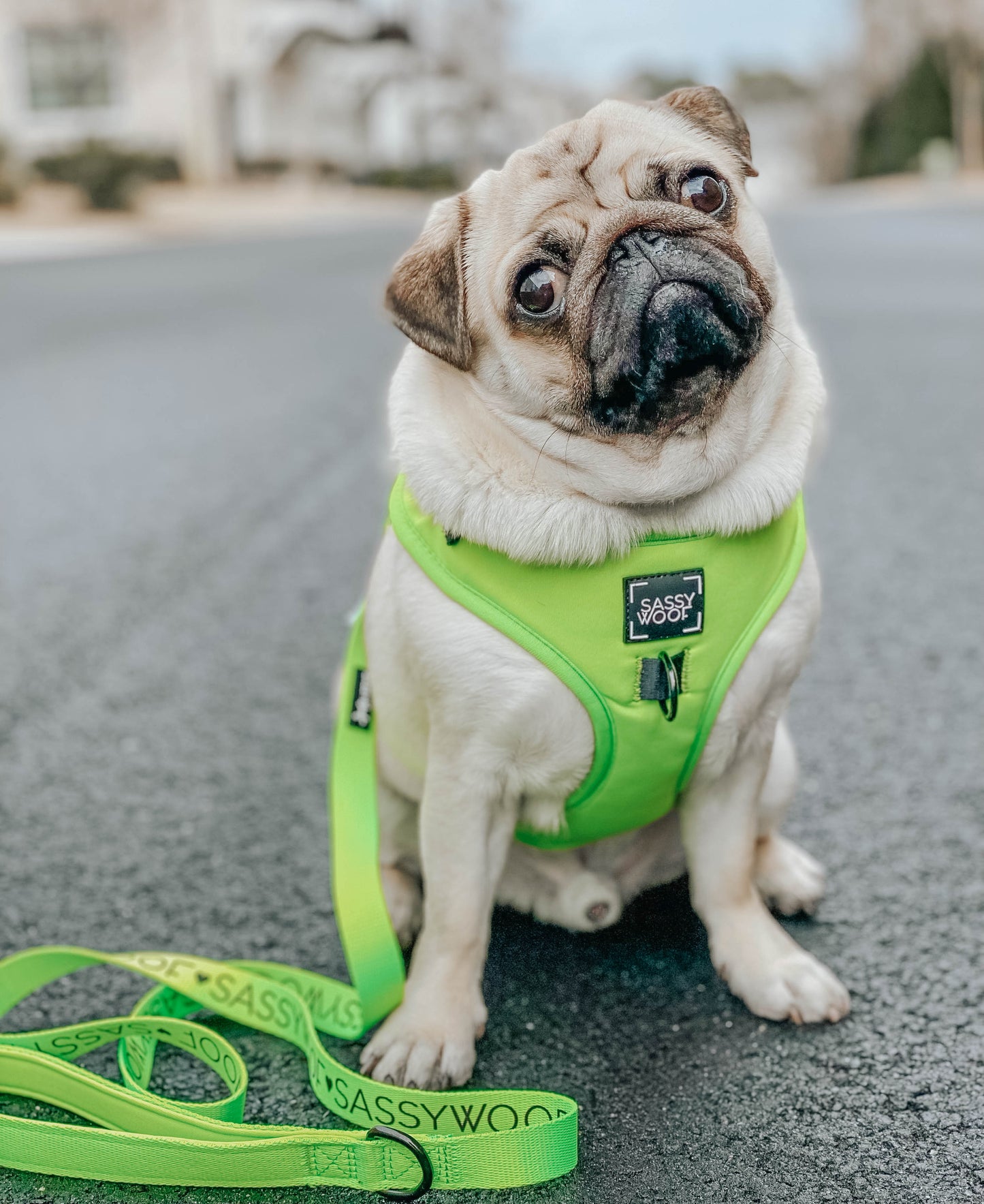Dog Four Piece Bundle - Neon Green