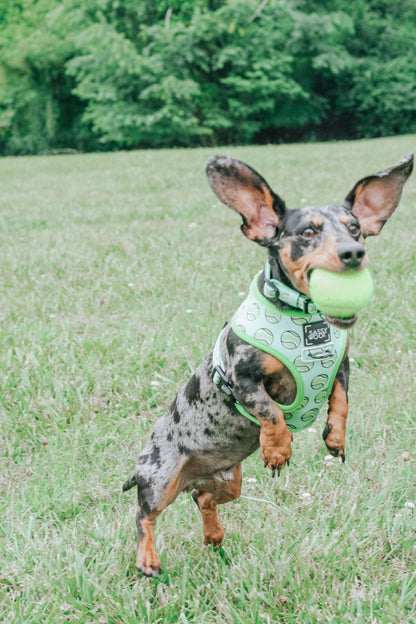 Dog Collar - Serving Up Sass