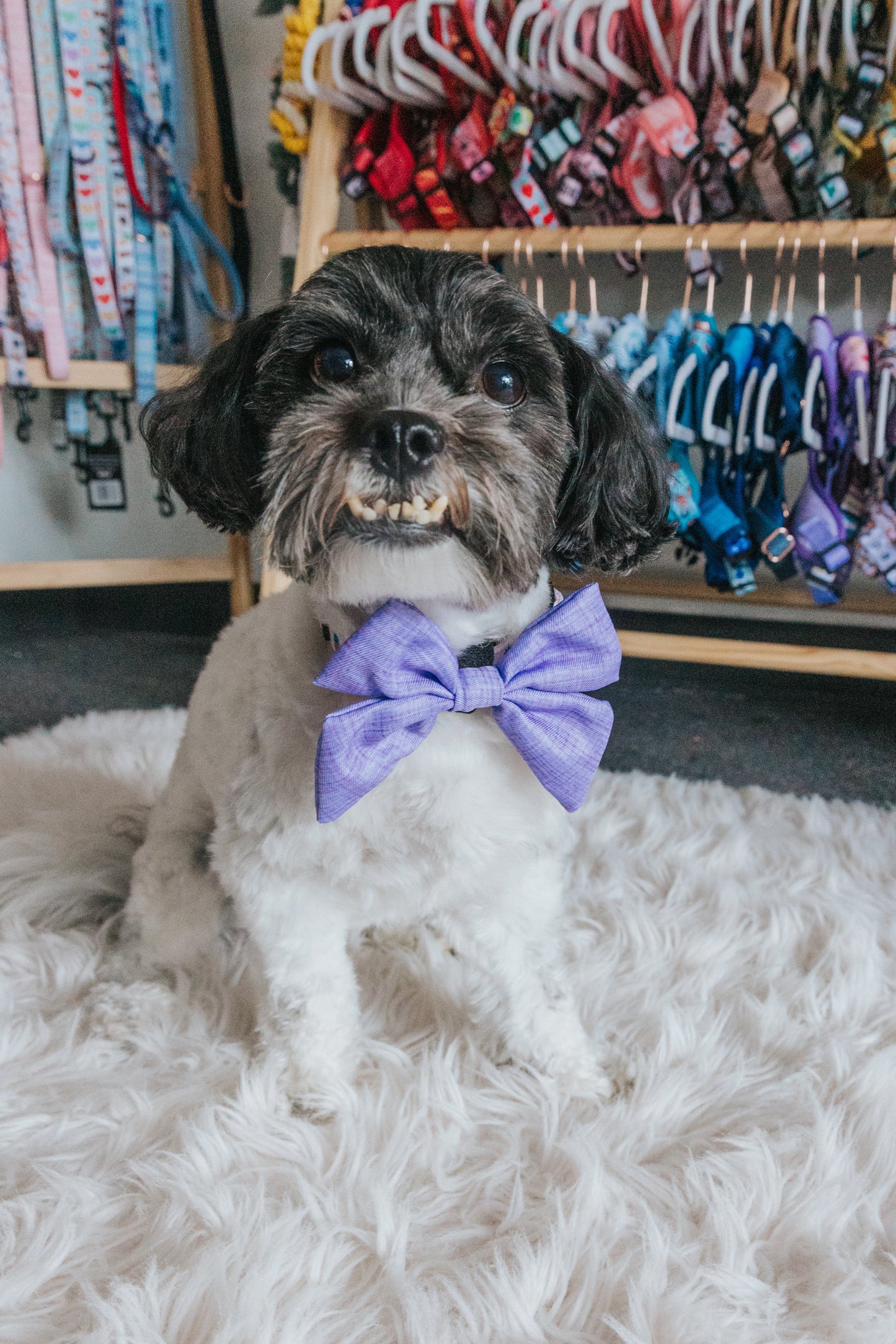 Dog Sailor Bow - Aurora
