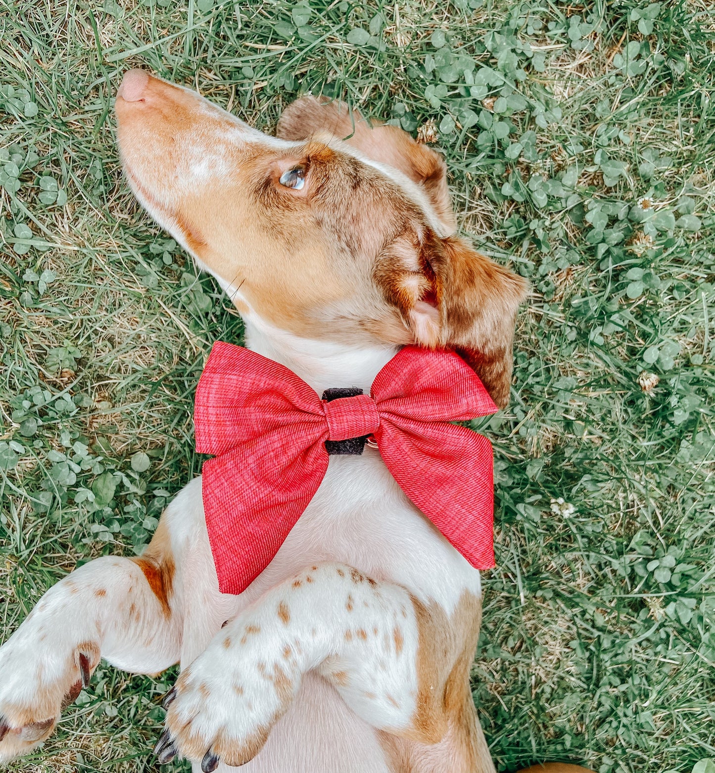 Dog Sailor Bow - Merlot