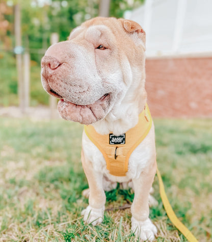 Dog Two Piece Bundle - Sunflower Fields