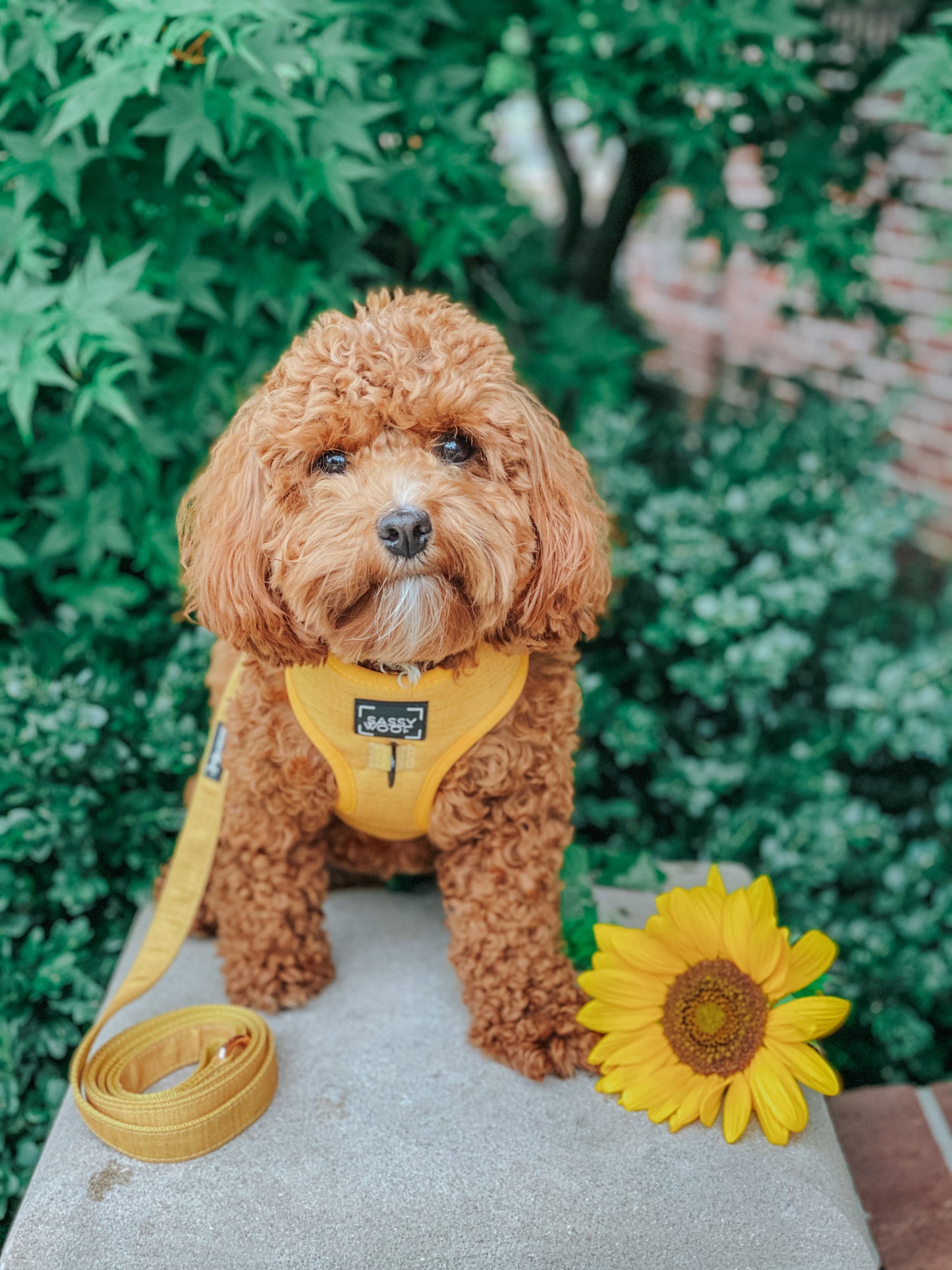 Dog Four Piece Bundle - Sunflower Fields