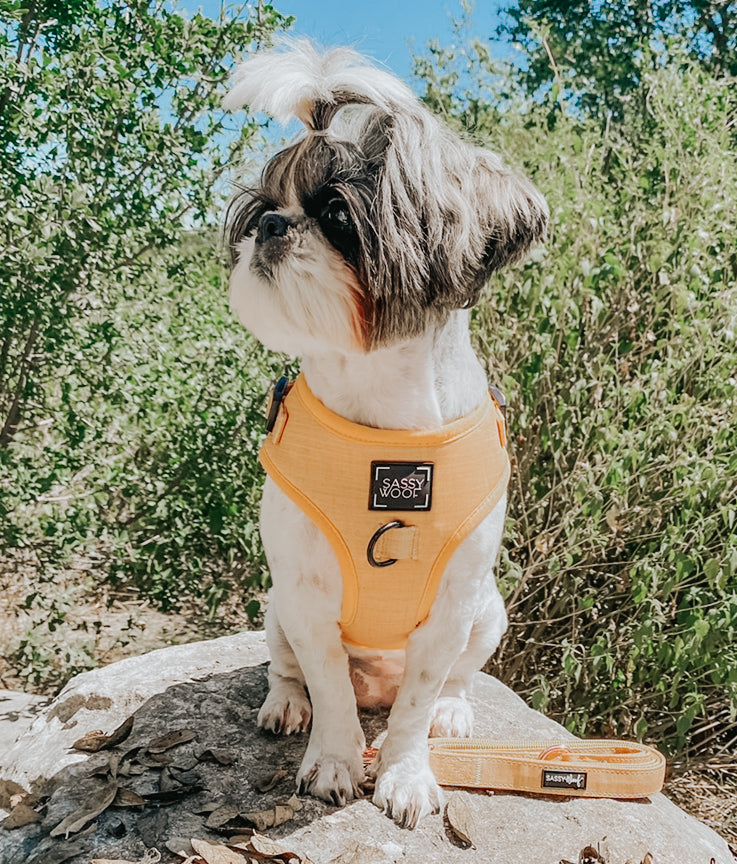 Dog Four Piece Bundle - Sunflower Fields