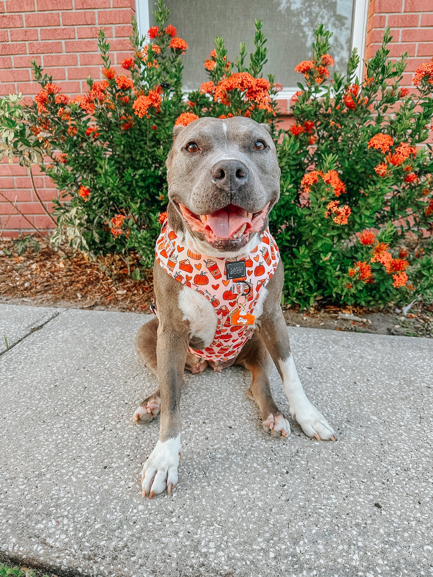 Dog Two Piece Bundle -  Pie There