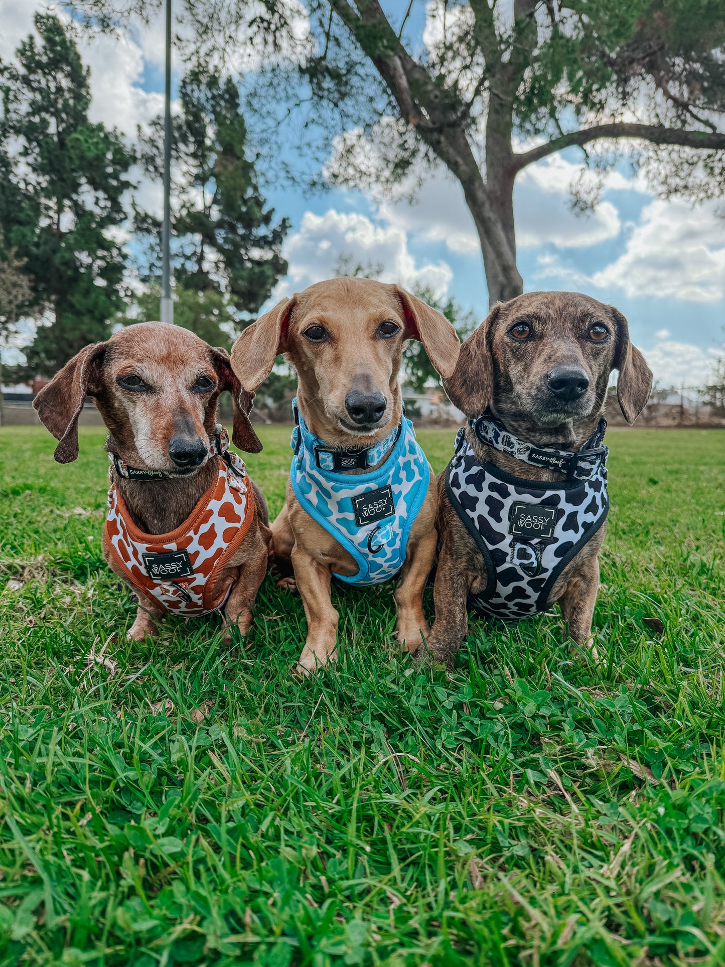Dog Two Piece Bundle - Blueberry Milk