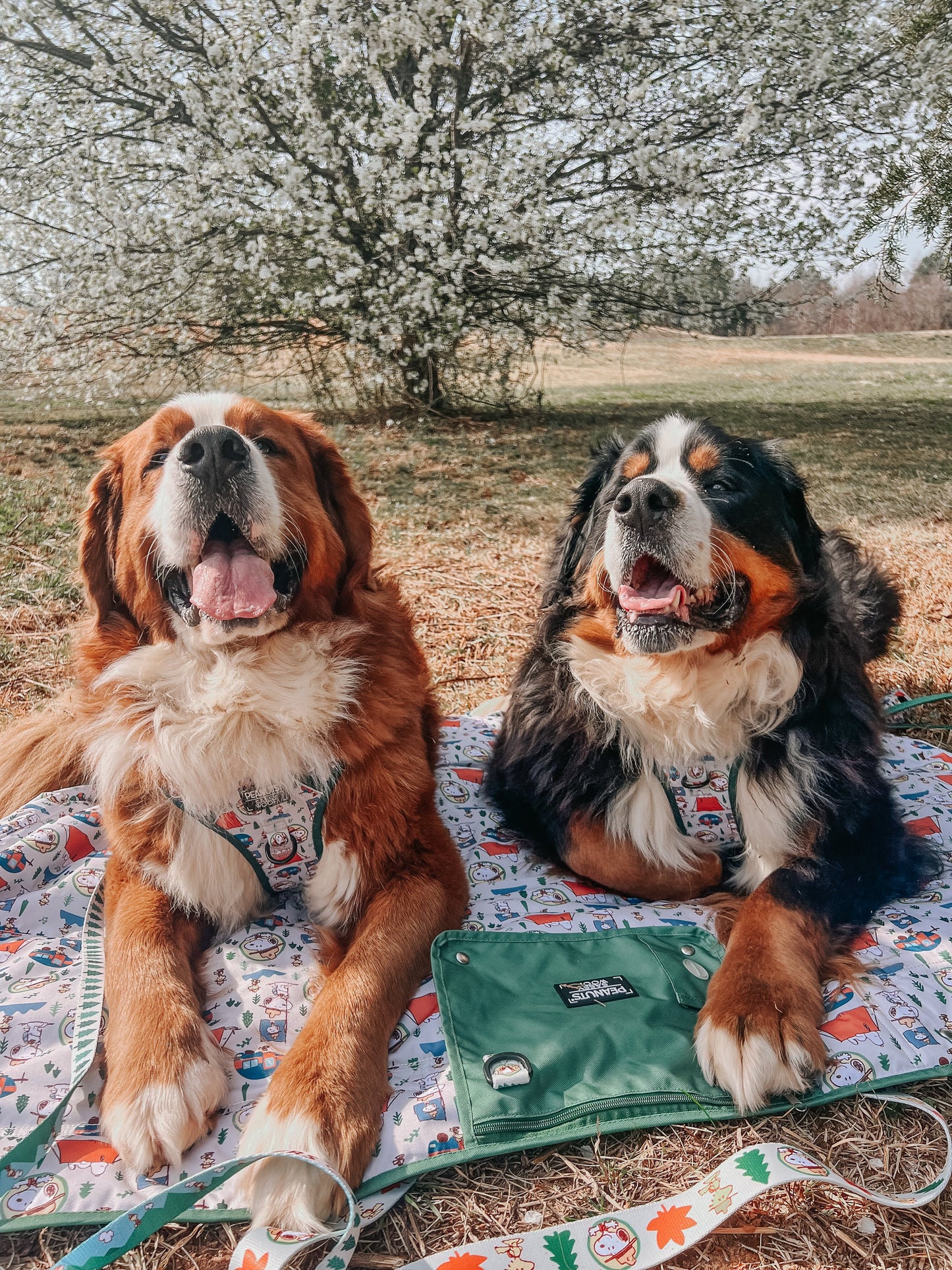 Dog Picnic Blanket - Peanuts™ Beagle Scouts