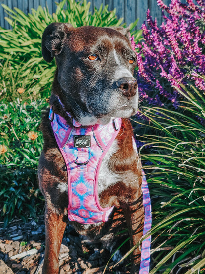 Dog Leash - Purple Haze